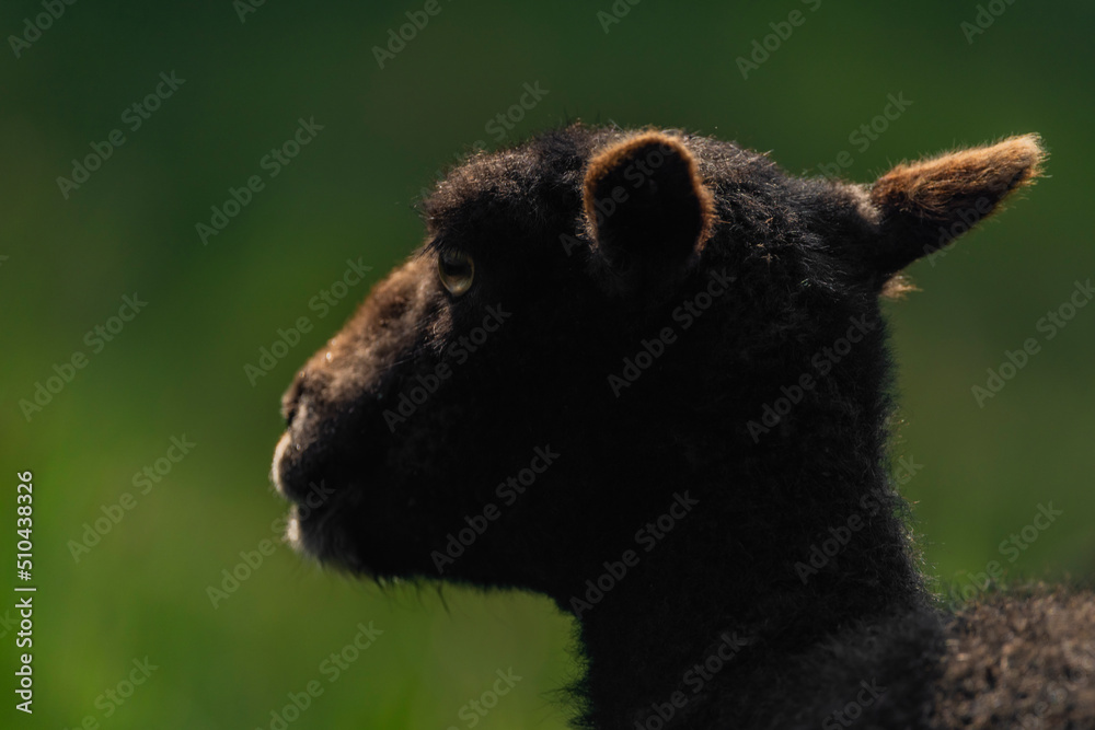 Fototapeta premium Goats on spring meadow in nice sunny morning