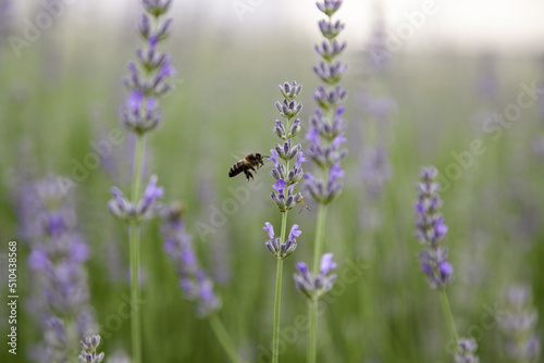 Lavender flowers in the field