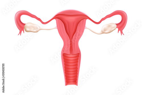 Female healthy reproductive system. Uterus isolated on a white background. Human internal organ. Realistic 3d vector design illustration.