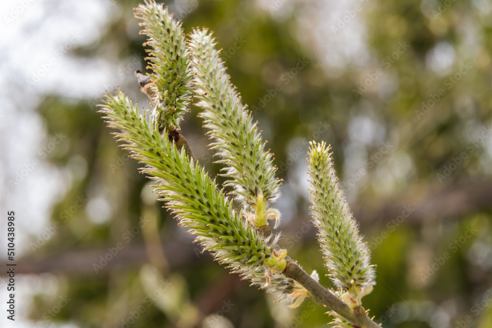 Russia. May 2, 2022. Young willow shoots in parks and squares of Lomonosov. Russia. May 2, 2022. Young willow shoots in parks and squares of Lomonosov.