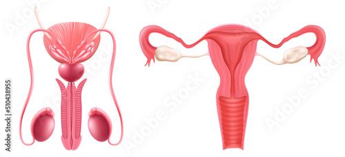 Realistic set of male and female human reproductive system. isolated on white background. Realistic 3d vector illustration