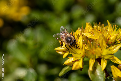 bee on yellow flower © susannemogensen