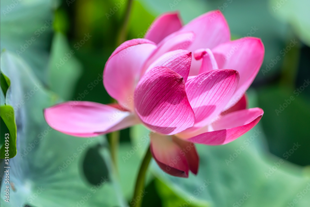 pink flower