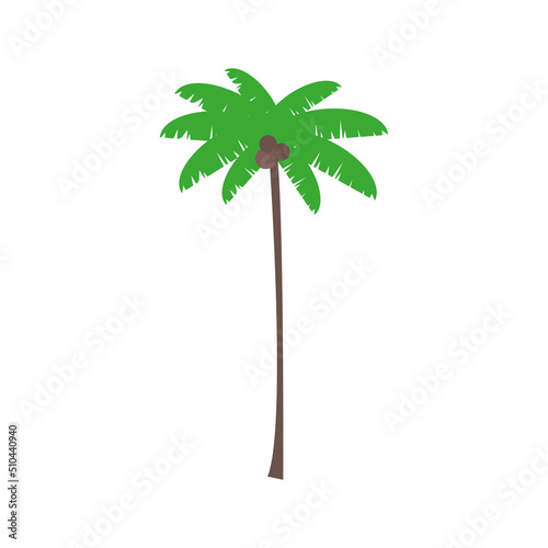 palm tree on isolated white background