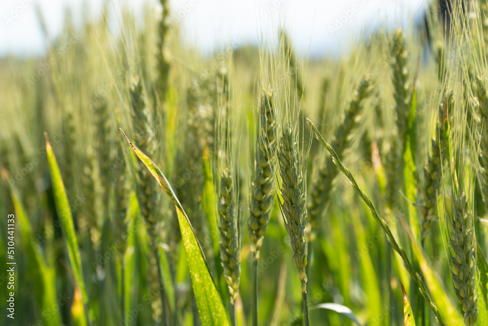 Fototapeta premium Grain Field close up before harvest