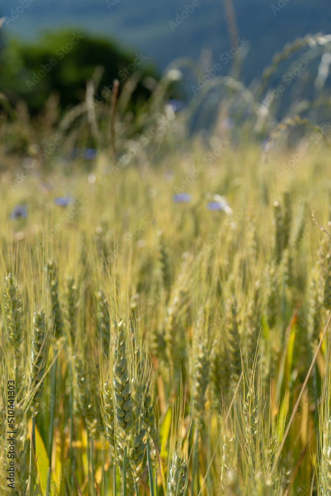 Obraz premium Grain Field close up before harvest
