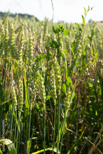 Grain Field close up before harvest