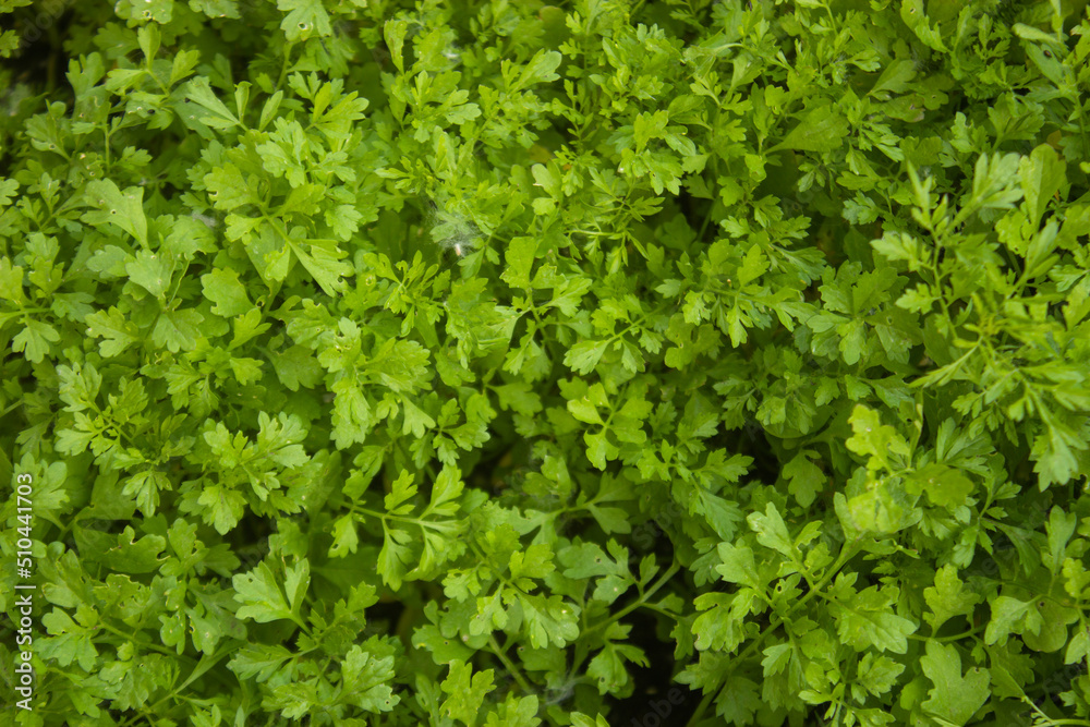 background of leaves