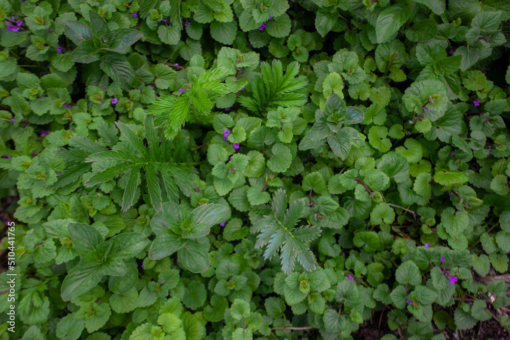 green leaves background green leaves background