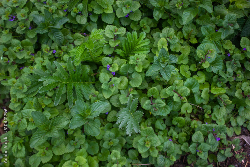 Fototapeta premium green ivy leaves