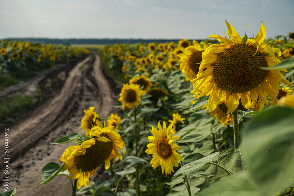 Obraz premium Road and field of blooming sunflowers. Beautiful summer landscape. Background of blue sky and yellow flowers in the sun.