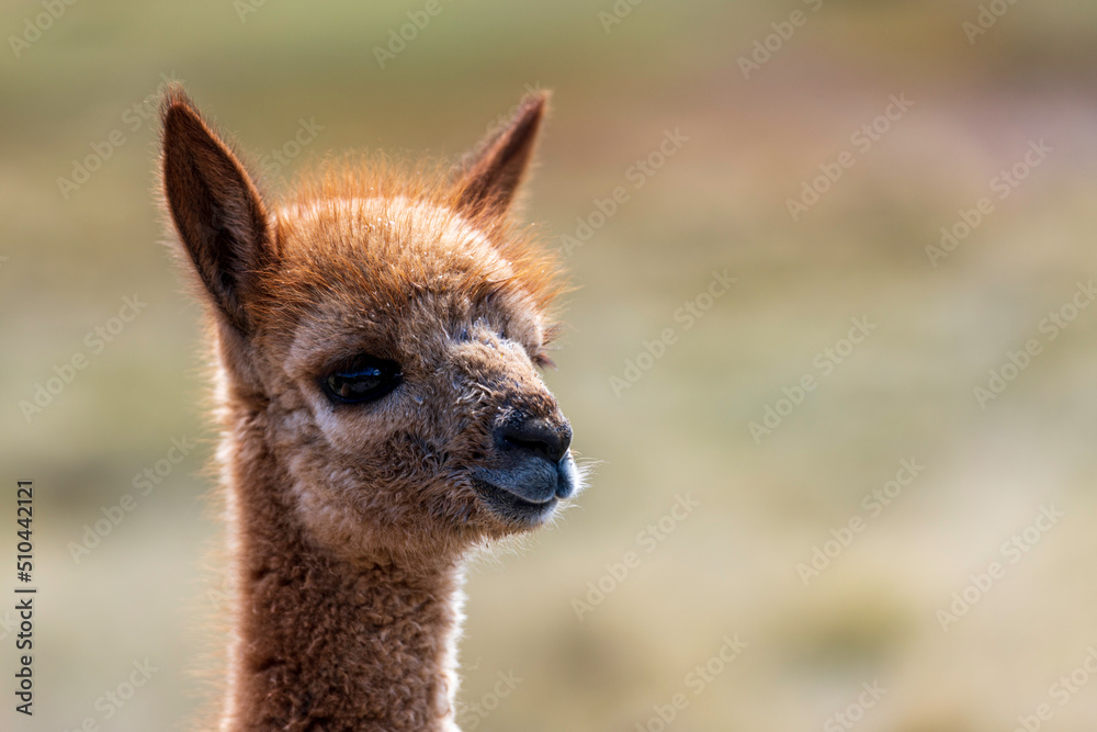 Fototapeta premium ein vikunja in peru