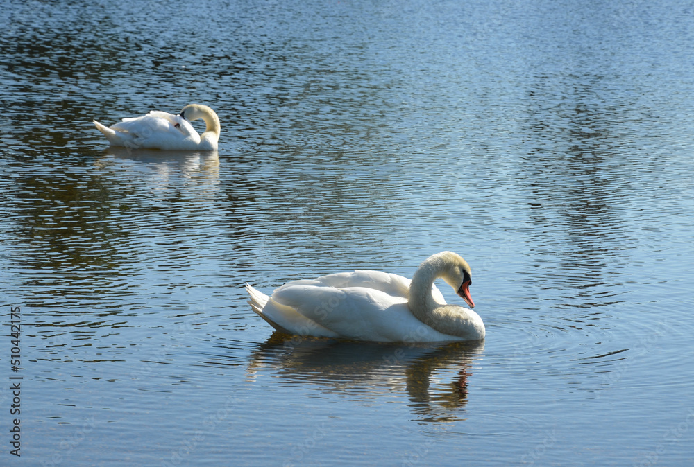 Schwanenpaar schwimmt in der Morgensonne auf dem Wasser