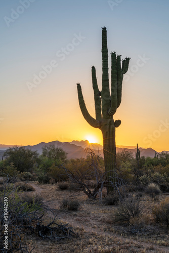 Landscape photograph of a saguaro cactus at sunrise