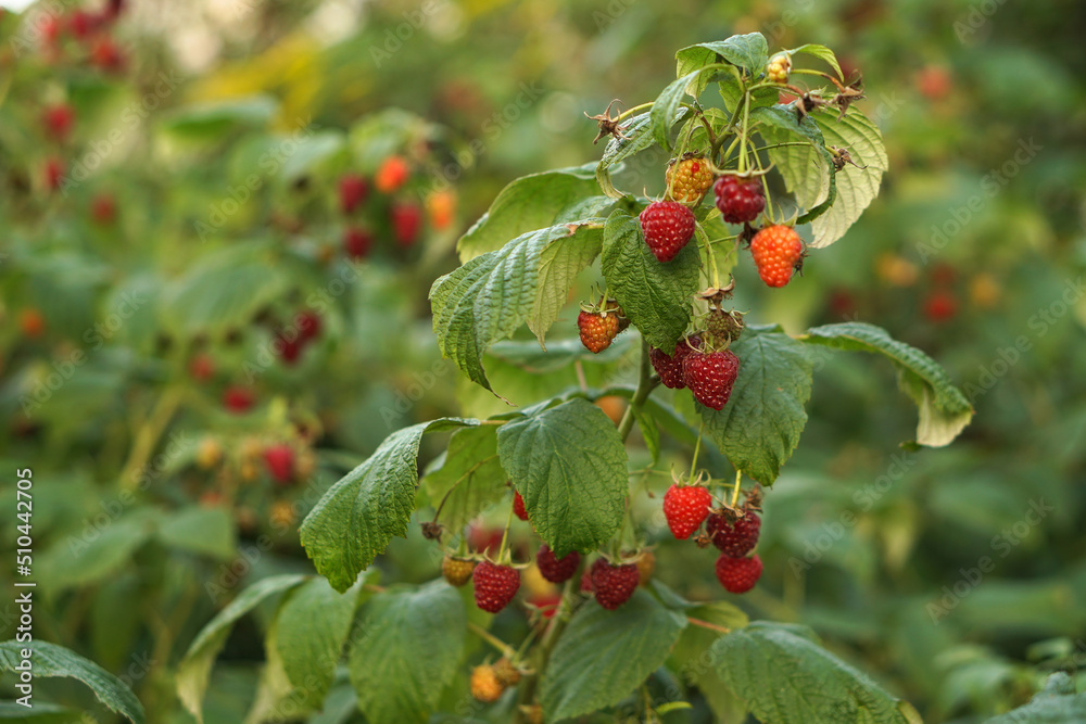 Fototapeta premium Ripe raspberry bushes in the garden. Sweet red berry in summer