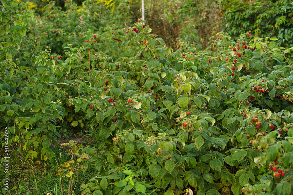 Fototapeta premium Ripe raspberry bushes in the garden. Sweet red berry in summer