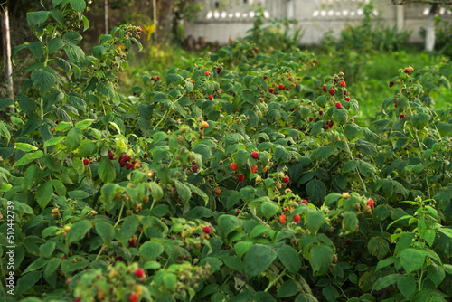 Ripe raspberry bushes in the garden. Sweet red berry in summer