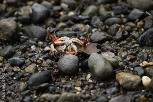 A dead baby crab lies on its back on a beach of rocks and pebbles.
