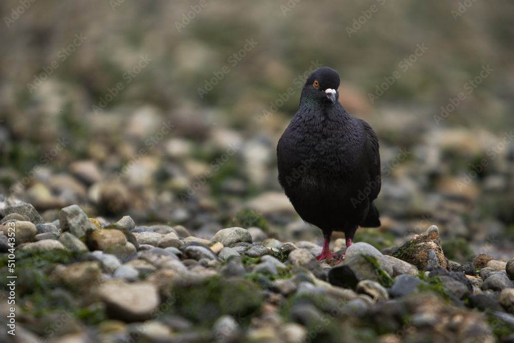 A black and purple rock pigeon with orange eyes and red feet on a rocky beach in the northwest. A black and purple rock pigeon with orange eyes and red feet on a rocky beach in the northwest.