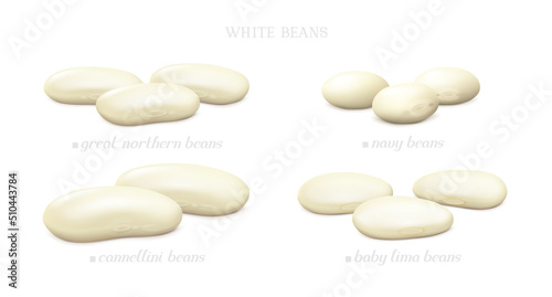 White beans (Cannellini, Great Northern, Baby Lima and Navy). Side view. Realistic vector illustration.