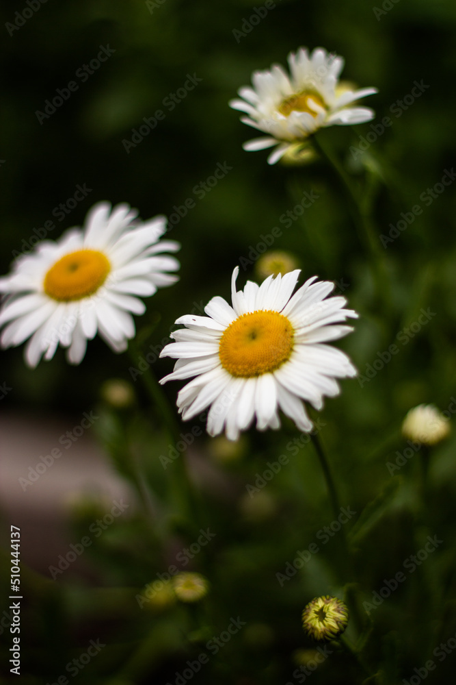 Fototapeta premium daisy in the grass