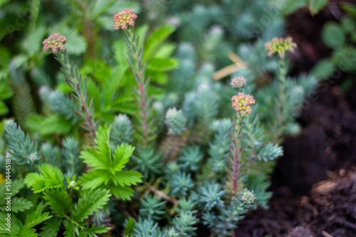 flowers in the forest