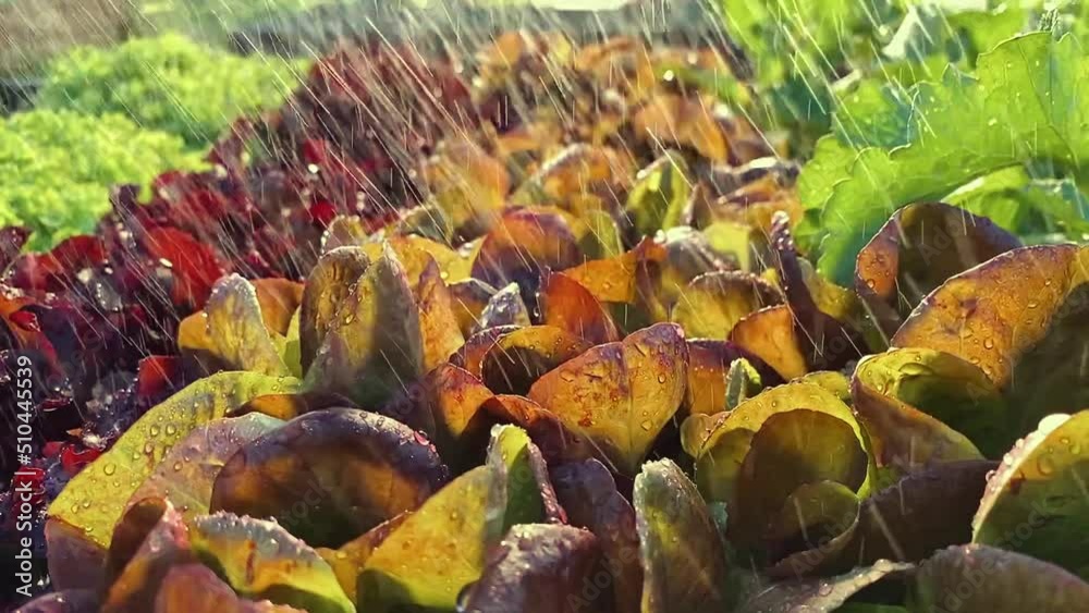 Watering Leaves red oak leaf lettuce , top view, slow motion camera dolly wiring Watering Leaves red oak leaf lettuce , top view, slow motion camera dolly wiring