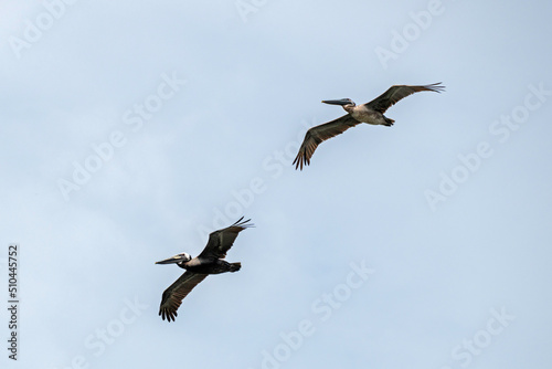 A pair of Brown Pelicans flying in an overcast sky.