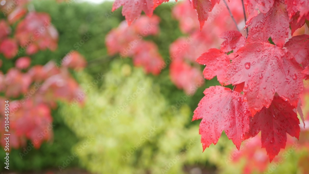 Rain drops on red autumn maple tree leaves. Water droplets, wet fall leaf in forest or woods. September, october or november weather. Leafage in moist park . Seasonal foliage on green background. Rain drops on red autumn maple tree leaves. Water droplets, wet fall leaf in forest or woods. September, october or november weather. Leafage in moist park . Seasonal foliage on green background.
