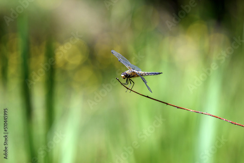 Dragonfly hold on dry branches and copy space .Dragonfly in the nature. Dragonfly in the nature habitat. Beautiful nature scene with dragonfly outdoor.a background wallpaper.