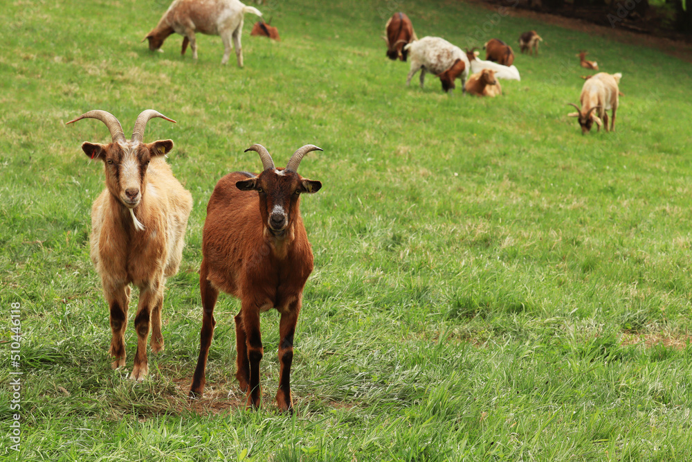Fototapeta premium A pair of goat (Capra hircus) on grassland