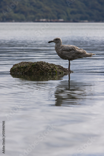 Seagull wading in the shallow waters of Puget Sound in Tacoma, Washington.