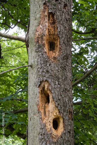 Wallpaper Mural Three large holes in the tree made by a woodpecker. A woodpecker was looking for insects to eat. The hollows can be used as a shelter or nest for other birds Torontodigital.ca