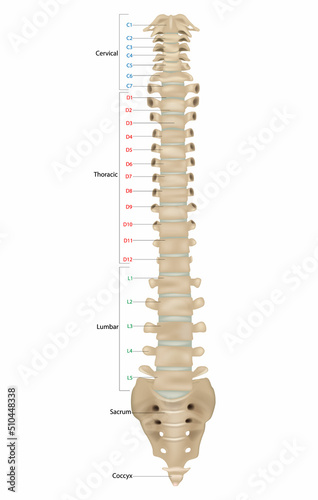 The vertebral column, also known as the backbone or spine. The human vertebral column and its regions Coccyx, Sacrum, Lumbar, Thoracic, . Spine Vertebrae. Anterior view. Front view.