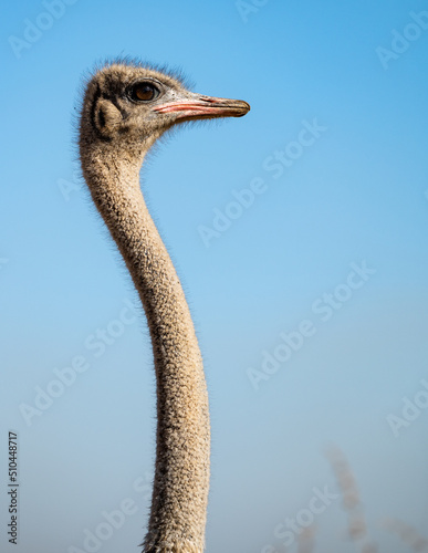 Ostrich portrait, isolated against the clear blue sky.