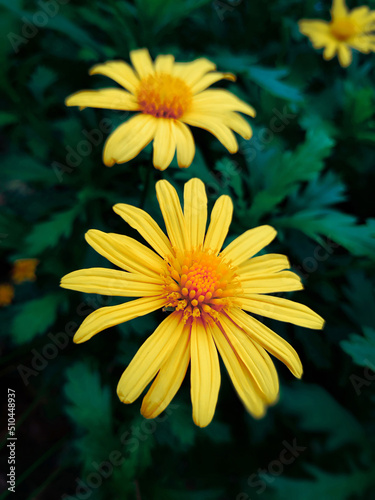 Yellow flower surrounded by green leaf. Instagram story.