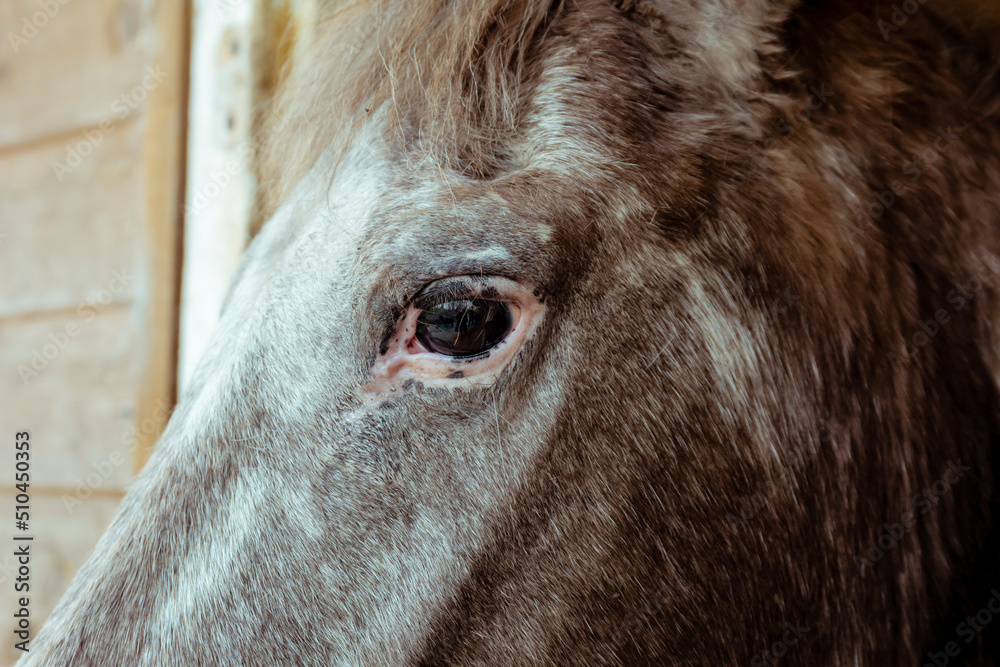 Fototapeta premium Close-up of brown dappled pony face, forehead and eye
