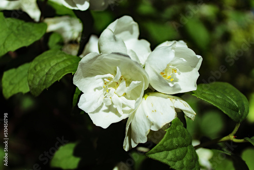 A beautiful closeup shot of a flower at a public garden at Crosby Marina  near Crosby Beach. This flower is open and in full bloom due to summer  ideal for a flower or nature background.