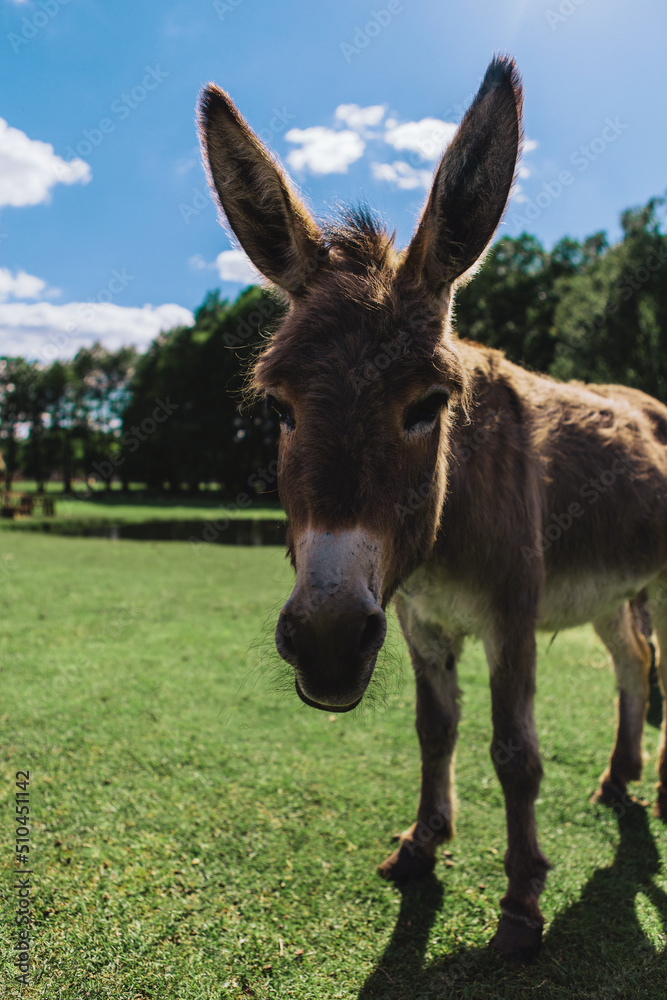 A young donkey with big ears walks in a green summer glade A young donkey with big ears walks in a green summer glade
