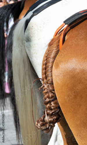 Detail of the braiding of a horse's tail in the pilgrimage of El Rocío in Huelva.