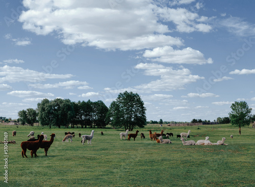 Funny alpacas and llamas walk in a green summer glade 