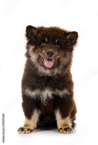 puppy Finnish Lapphund in studio