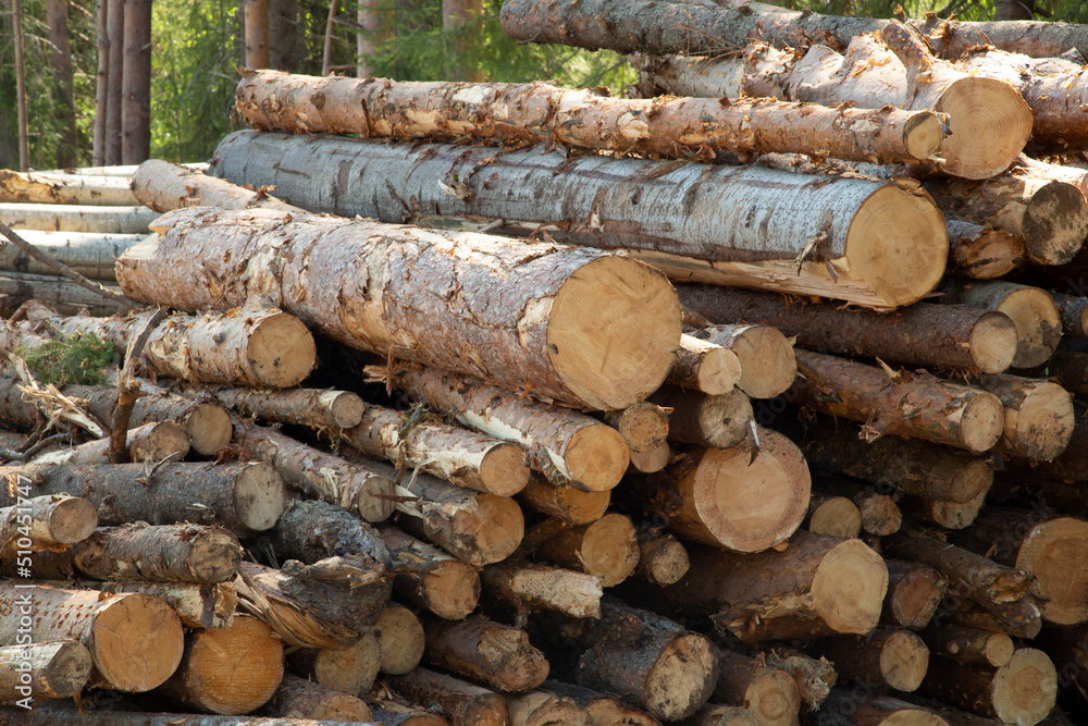 Harvesting of wood. A plot for logging.Sawing the forest into logs. Harvesting of wood. A plot for logging.Sawing the forest into logs.