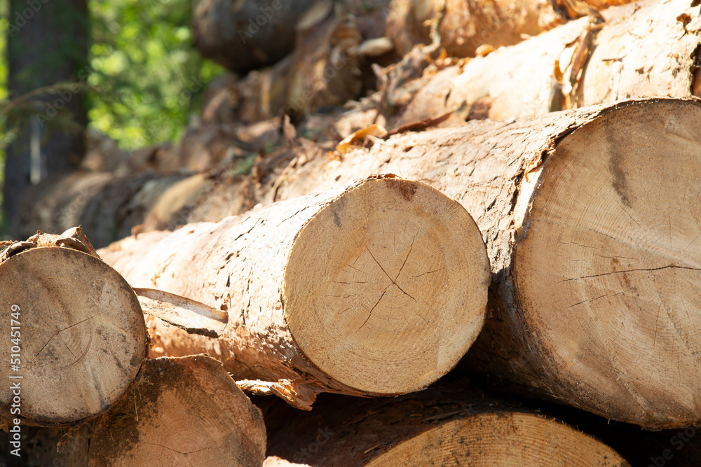 Harvesting of wood. A plot for logging.Sawing the forest into logs. Harvesting of wood. A plot for logging.Sawing the forest into logs.