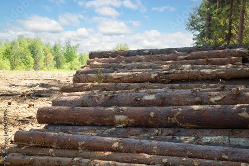 Harvesting of wood. A plot for logging.Sawing the forest into logs.