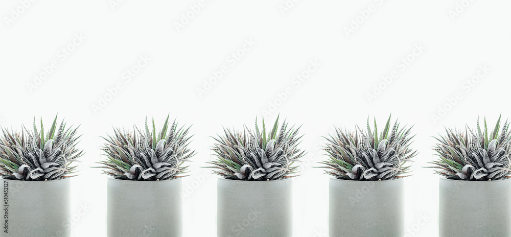 Succulents on the windowsill in the apartment Succulents on the windowsill in the apartment