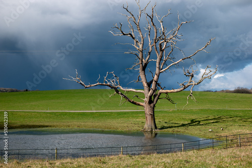 Dramatic landscape of light hitting a bare tree after a storm