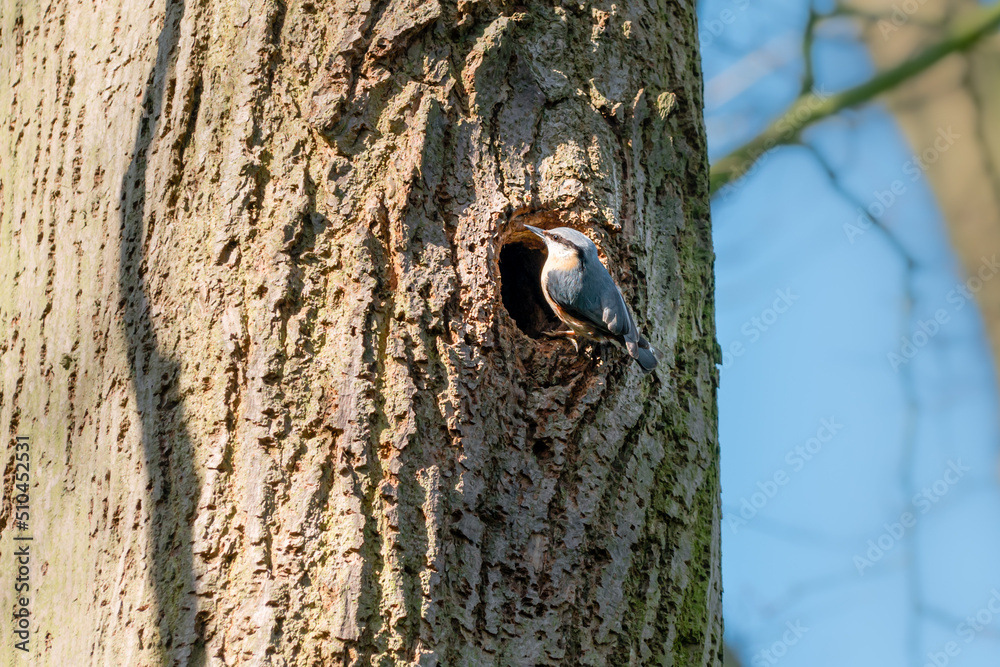 A Eurasian Nuthatch bird at entrance to tree knot hollow, hole on large tree A Eurasian Nuthatch bird at entrance to tree knot hollow, hole on large tree