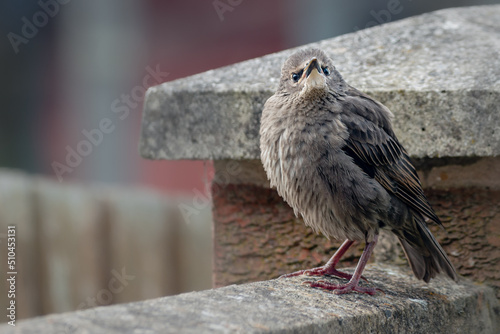 Foto Juvenile fledgling starling with fluffed up head feathers looking at camera