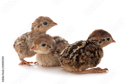 Fototapeta Red-legged partridge chicks